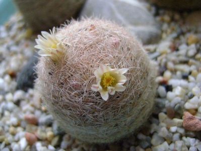 Mammillaria lasiacantha; locatie FR 758
