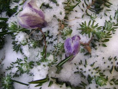 19 mart. 2018 - Crocusi degerati