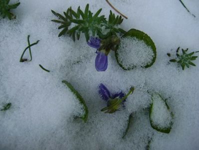 19 mart. 2018 - Viorele degerate