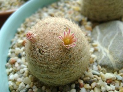 Mammillaria lasiacantha; locatie FR 758
