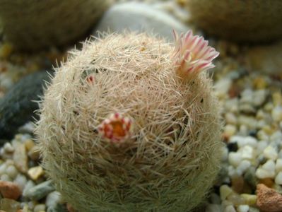 Mammillaria lasiacantha; locatie FR 758
