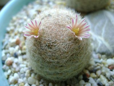 Mammillaria lasiacantha; locatie FR 758
