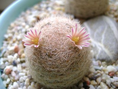 Mammillaria lasiacantha; locatie FR 758
