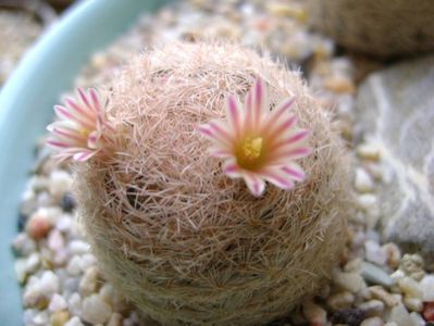 Mammillaria lasiacantha; locatie FR 758
