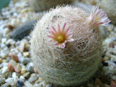 Mammillaria lasiacantha; locatie FR 758
