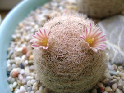 Mammillaria lasiacantha; locatie FR 758
