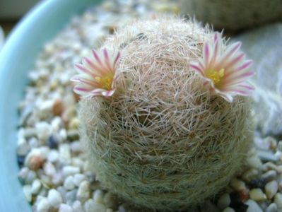 Mammillaria lasiacantha; locatie FR 758
