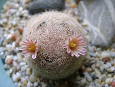 Mammillaria lasiacantha; locatie FR 758
