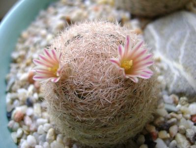 Mammillaria lasiacantha; locatie FR 758
