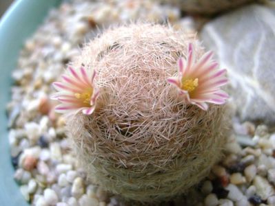 Mammillaria lasiacantha; locatie FR 758
