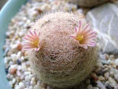 Mammillaria lasiacantha; locatie FR 758
