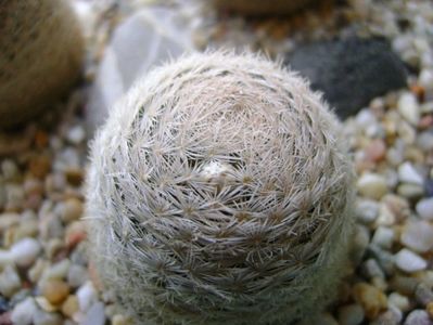 Mammillaria lasiacantha; locatie GL 14 Franklin mts, TX
