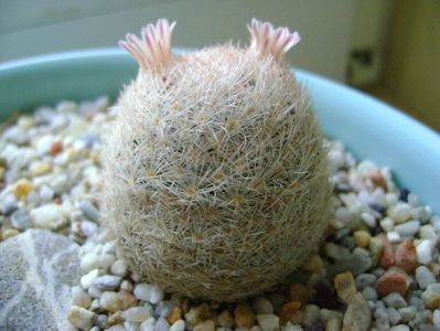 Mammillaria lasiacantha; locatie FR 758
