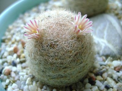 Mammillaria lasiacantha; locatie FR 758
