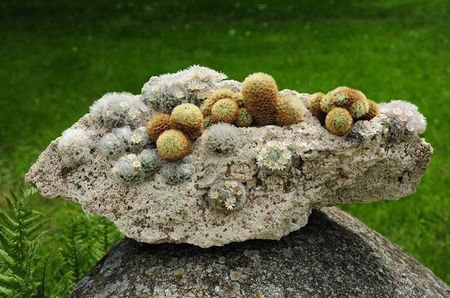 Mammilaria albicoma & Mammilaria carmenae