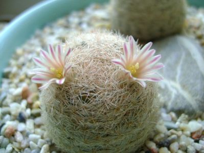 Mammillaria lasiacantha; locatie FR 758
