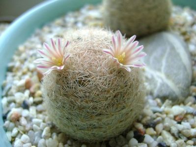 Mammillaria lasiacantha; locatie FR 758
