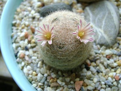 Mammillaria lasiacantha; locatie FR 758
