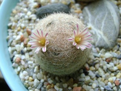 Mammillaria lasiacantha; locatie FR 758
