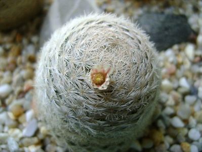 Mammillaria lasiacantha; locatie GL 14 Franklin mts, TX
