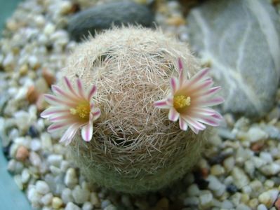 Mammillaria lasiacantha; locatie FR 758
