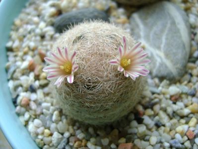 Mammillaria lasiacantha; locatie FR 758
