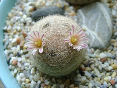 Mammillaria lasiacantha; locatie FR 758
