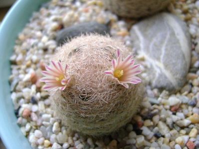 Mammillaria lasiacantha; locatie FR 758
