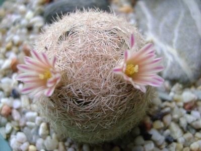 Mammillaria lasiacantha; locatie FR 758
