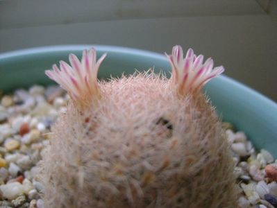 Mammillaria lasiacantha; locatie FR 758
