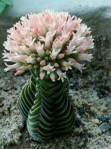 Crassula budhas temple - achizitionata