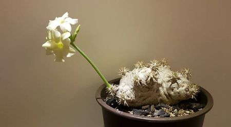 Pachypodium brevicaule cv white flower