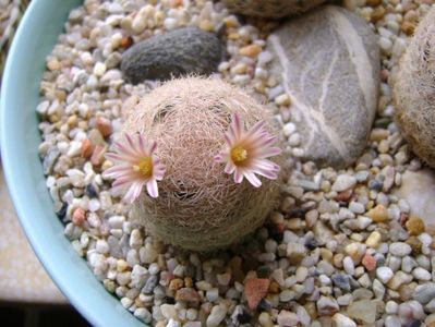 Mammillaria lasiacantha; locatie FR 758
