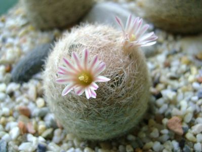 Mammillaria lasiacantha; locatie FR 758
