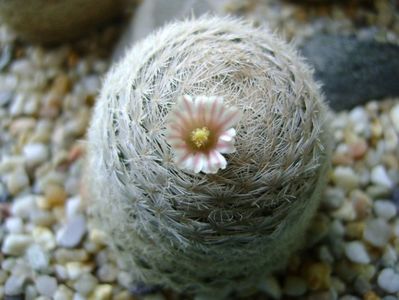 Mammillaria lasiacantha; locatie GL 14 Franklin mts, TX
