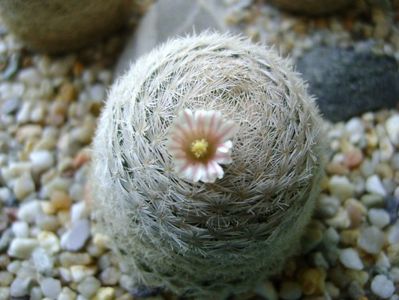 Mammillaria lasiacantha; locatie GL 14 Franklin mts, TX
