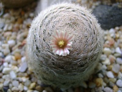 Mammillaria lasiacantha; locatie GL 14 Franklin mts, TX
