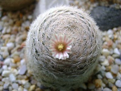 Mammillaria lasiacantha; locatie GL 14 Franklin mts, TX
