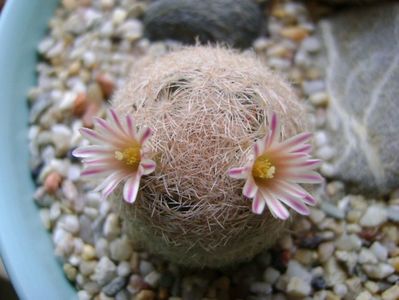 Mammillaria lasiacantha; locatie FR 758
