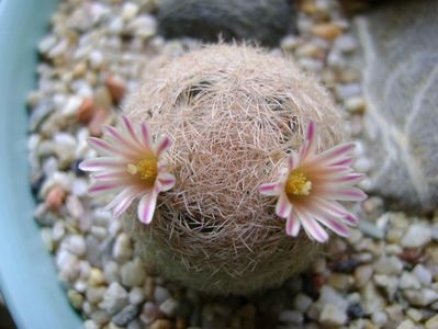 Mammillaria lasiacantha; locatie FR 758
