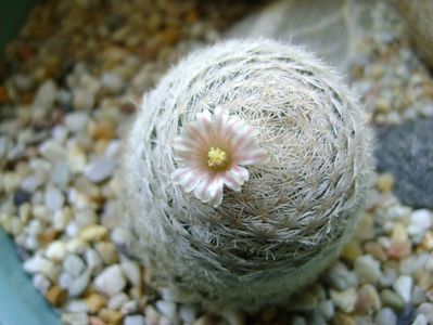 Mammillaria lasiacantha; locatie GL 14 Franklin mts, TX
