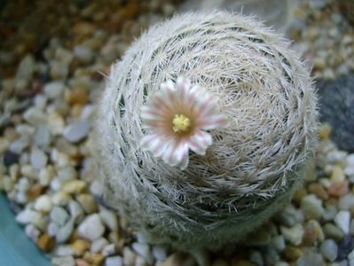 Mammillaria lasiacantha; locatie GL 14 Franklin mts, TX
