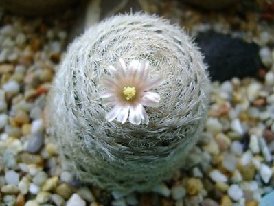 Mammillaria lasiacantha; locatie GL 14 Franklin mts, TX
