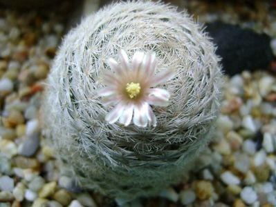 Mammillaria lasiacantha; locatie GL 14 Franklin mts, TX
