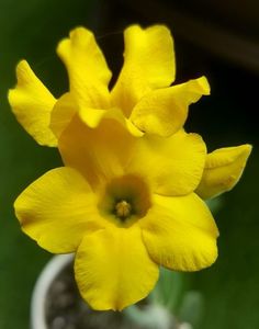 Pachypodium densiflorum x rosulatum