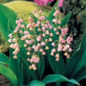 convallaria-majalis-rosea_180x180; Lacramioara roz
