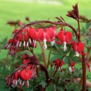 Dicentra-valentine[1]_180x180; Dicentra rosie
