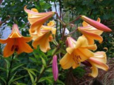 crin-lilium-regale-african-queen_180x180