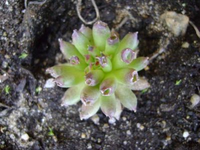 Sempervivum tectorum cv. Oddity