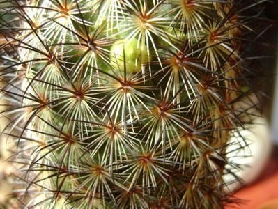 Mammillaria microhelia